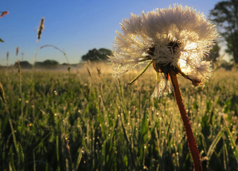 Quendorf Natur – Pusteblume auf Feld