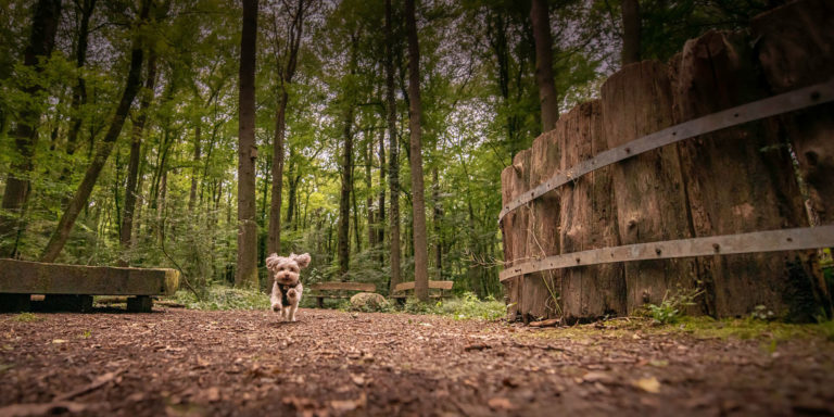 Samerrott Rabenbaum Hund