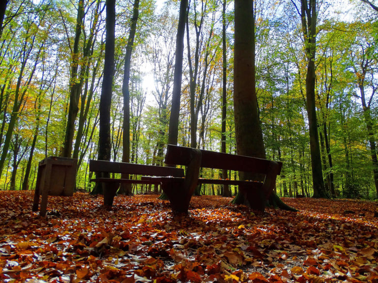 Wald in der Samgemeinde Schüttorf
